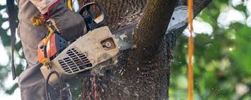 Best Tree Preservation Services  in Del Rio, TX