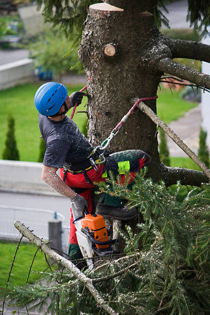 How Our Tree Care Process Works  in  Del Rio, TX