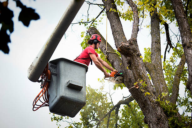 Del Rio, TX Tree Removal Company