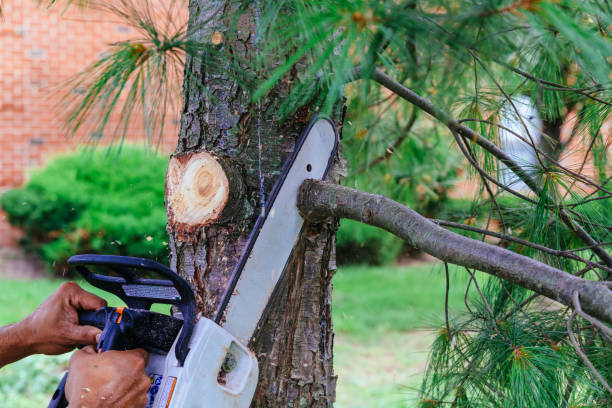  Del Rio, TX Tree Removal Pros